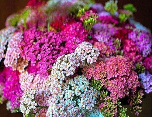 Yarrow Summer Pastel Mix 1500 Seeds + Plant tag + Freebie - Achillea Millefolium