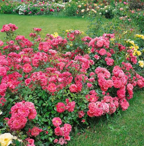 Rosa 'Bad Birnbach' 5–7,5 L Container – Winterhart Mehrjährig Pflegeleicht – Beetrose – Beetpflanze für Garten & Rabatte