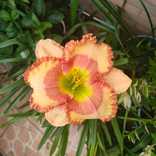 semillas de lirio de día - jardín en el balcón resistentes jardín balcón orgánicas trepadoras exterior interior exóticas decoración la 15pcs