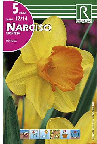 BULBO DE OTOÑO NARCISO TROMPETA FORTUNA AMARILLO - 5 UD