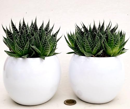 POWERS TO FLOWERS - ALOE ARISTATA, IN VASO CERAMICA BIANCO SFERICO, VASO 12CM DIAMETRO, 2 PIANTE, piante vere