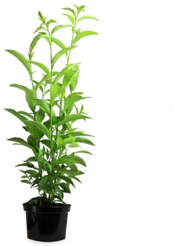 Verdecora Galán de Noche | Cestrum nocturnum | Planta de exterior en maceta 3L | Fragancia Nocturna Embriagadora | Flores Blancas y Perfumadas