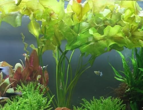 WASSERPFLANZEN WOLFF - Madagaskar Wasserähre/Aponogeton ulvaceus, Meersalatähnliche Wasserähre, Solitärpflanze große schmale Gitterpflanze