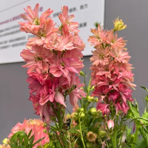 rittersporn, wohnzimmer deko delphinium topfpflanzen draußen winterhart balkon 20samen