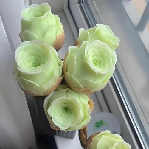 semillas de suculentas de rosa montaña, resistentes, orgánicas, interior Decoración balcón 100pcs