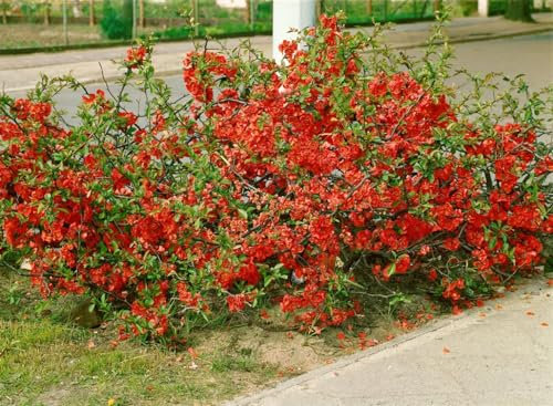 Chaenomeles 'Red Trail' 80 cm Stamm – Winterhart, Mehrjährig, Pflegeleicht – Zierquitte – Zierstrauch für Kübel & Garten