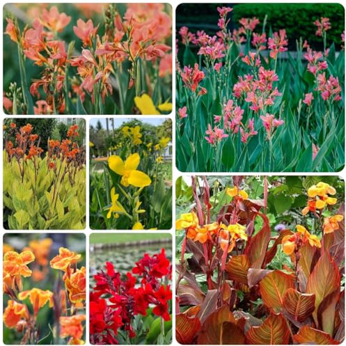 7bulbos tubérculos de canna - primavera, interior de lirio canna, resistentes, para balcones
