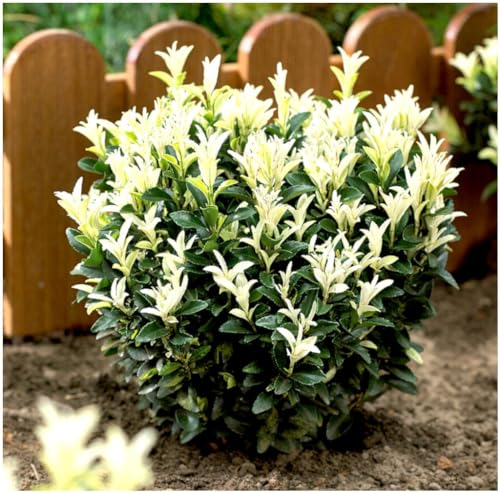 GrowOn Shrubs [x3] Euonymus Japonica Japanese Spindle Bush 'Paloma Blanca' | Multi-Pack | Evergreen Shrubs | Outdoor Garden Ready Plants | Summer Flowering | Green Flowers