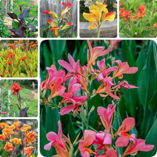 12 pz Tuberi di canna resistenti all'inverno, Canna Indica, Fiori del balcone dei bulbi da fiore Acquista tuberi di canna - Piante di canna resistenti, fiori da giardino piantare
