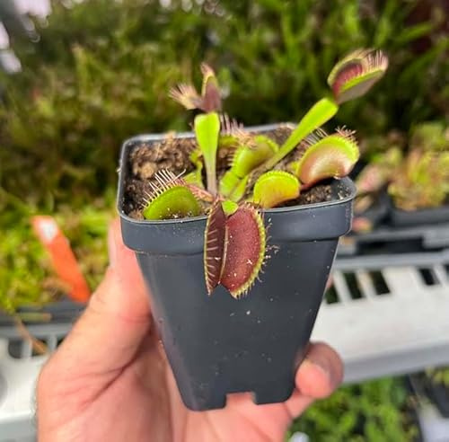Venus Flytrap Akai Ryu - Red Dragon Venus Flytrap - Carnivorous Plant - Live Plant