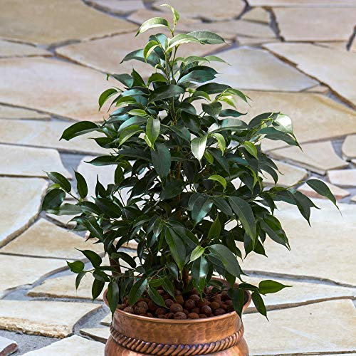 1 x Ficus Danielle - Weeping Fig | Potted Plant for Home Office (30-40cm in Pot)
