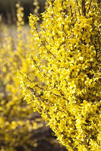 Forsythie Forsythia Week-End 80-100 cm Heckenpflanze winterhart