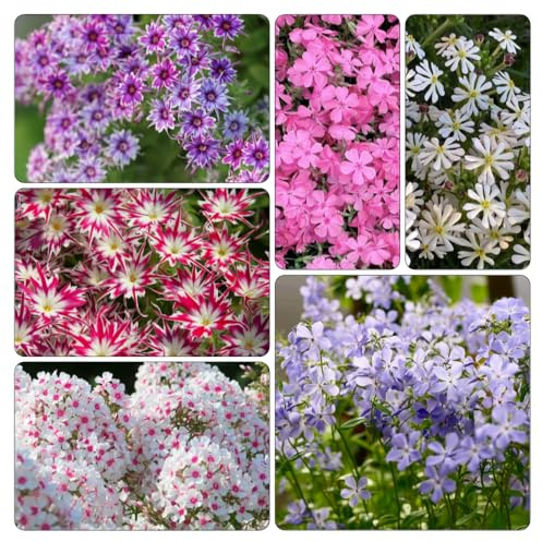 Phlox de alfombra - flox subulata decorativa trepadora Semillas resistentes 800pcs