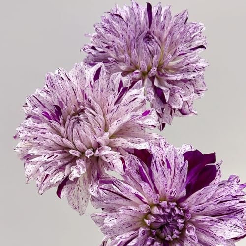 2bulbi tuberi di dalia resistenti, dalia primaverile, decorazione resistenti all'esterno