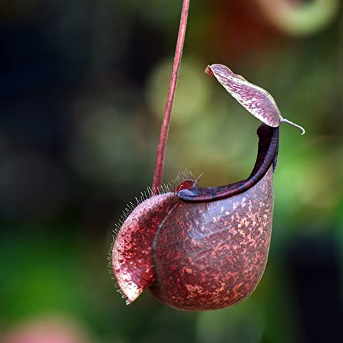 Semi di Nepenthes - prodotti sostenibili per gli amanti del giardino semi di arredamento del soggiorno serre da balcone da appartamento facili curare esotico 300pcs