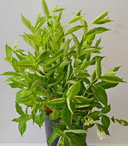 weißblühende Weigelie Weigela Snowflake 40-60 cm hoch 3 L Topf | Winterhart, bienenfreundlich & pflegeleicht – reichblühendes, dekoratives Blütengehölz für den Garten