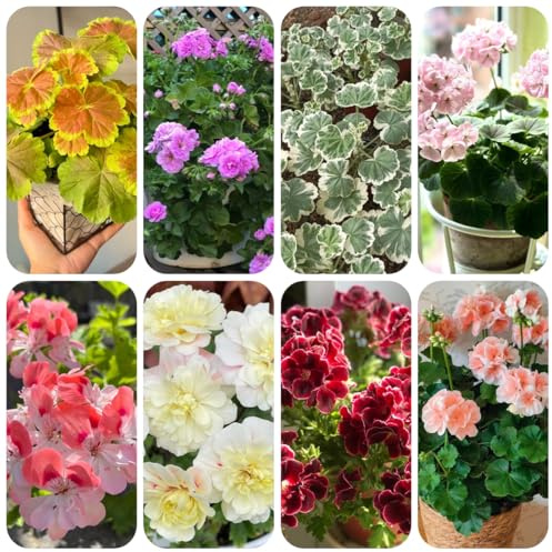 semi di geranio ornamentali decorazione gerani pelargonium appesi decorazione da giardino per esterni, tappeto to resistenti all'esterno 200pcs