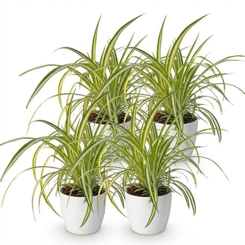 Green boutiQ - Plante d'intérieur - Chlorophytum comosum Variegatum - Plante Araignée Panachée - Plante Amie des Animaux - Verte - 4 Plantes - avec Potter Blanc - Pot 12cm - Hauteur 20cm