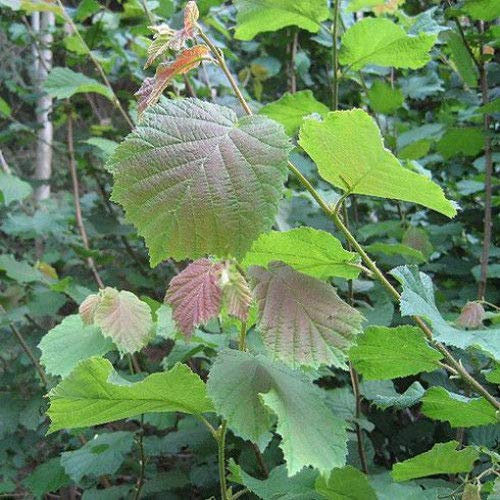 Portal Cool 1 X Nocciolo semenzaio Alberello 30-50cm Nocciola (Corlyus Avellana)