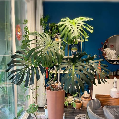 semillas de monstera - jardín resistentes balcón Variedades antiguas perennes 20pcs