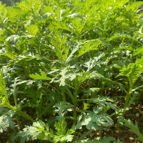 Semillas de crisantemo coronarium, crisantemo comestibles, invierno orgánicas 800pcs