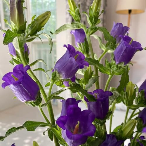 semi di campanula, perenni resistenti, Campanula media, balcone di recisi resistenti, giardino 800pcs