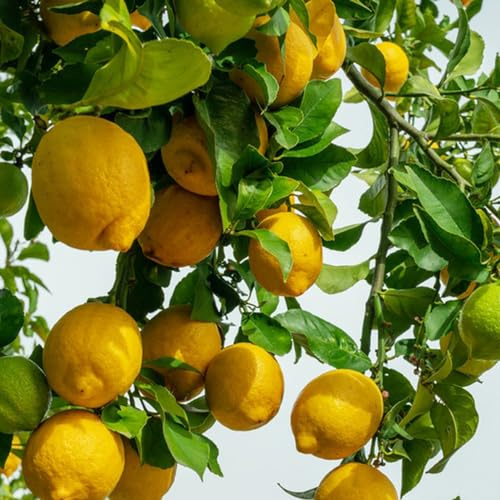 semi di limone, vecchie varietà comprare da frutto da frutto di limone serre balcone colonnare nani, resistenti balcone colonnari esotico 20pcs