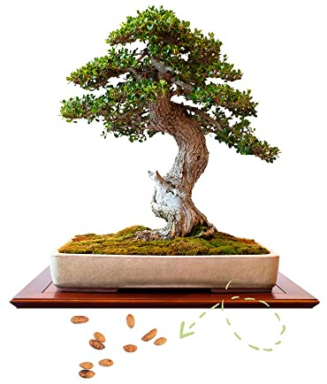 Exotische Bonsai Samen mit hoher Keimrate - Pflanzen Samen Set für deinen eigenen Bonsai Baum (1x Ölbaum)