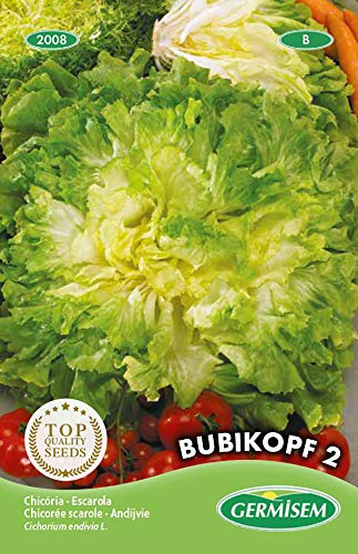 Germisem graines Chicorée Scarole BUBIKOPF 2