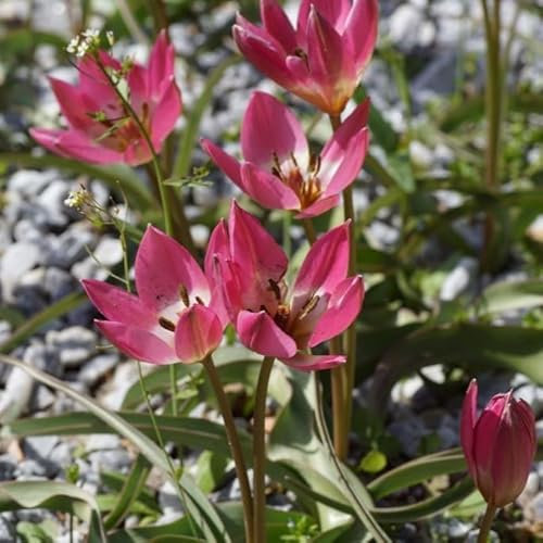 Natural Bulbs – Tulipa Tiny Timo 50 ST - BIO - Blumenzwiebeln winterhart mehrjährig aus Holland – Perfekt für Bienen - Tulpenzwiebeln - Frühblüher Frühlingsblumen