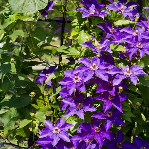 Kletterpflanze Clematis The President – Rosa Blüten – 2 Pflanzen – 11 cm x H40 cm – Bis 3 m – Pflegeleicht – Ideal für Garten, Balkon & Pergola