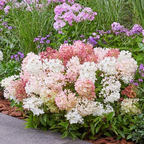 GARTEN SCHLÜTER® Zwerg-Rispenhortensie 'Groundbreaker® Blush', 20-30 cm | Im 1, 3 Liter Topf - Hydrangea paniculata - Hortensie kleinwüchsig, mit großer Blütenpracht, winterhart, Blüte weiß bis rosa