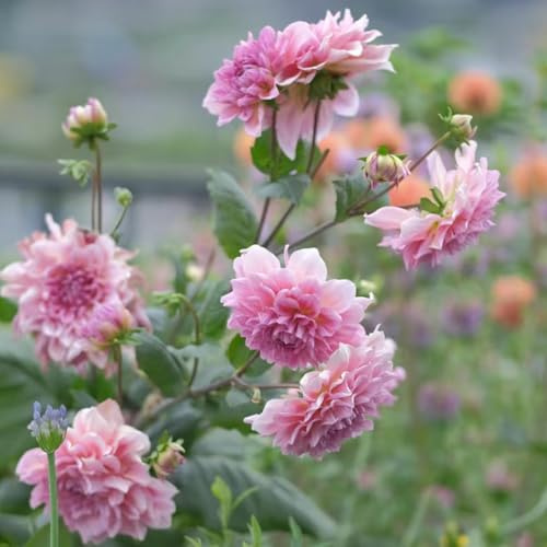 dalias bulbi giardino balcone bulbi decorativi interni giardino Copertura perenne resistente perenne resistenti in 2 pezzi