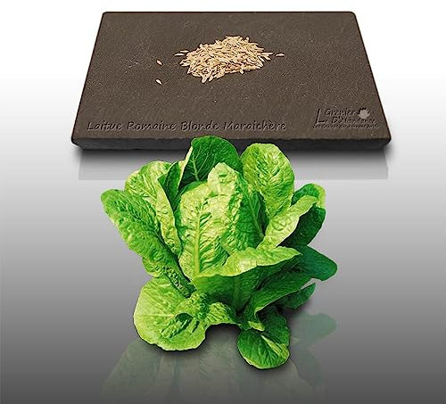 500 graines à semer - Le Grenier d'Abondance - LAITUE ROMAINE Blonde Maraîchère - Lactuca sativa