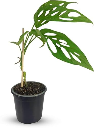 LEAL PLANTS ECUADOR Monstera Calacali Norte – Unique Swiss Cheese Plant with Stunning Split Leaves | Easy-Care, Live Indoor Plant Décor | Perfect Tropical Greenery for Home & Office Spaces