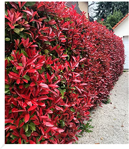 BALDUR Garten immergrün Photinia-Hecke 'Red Robin', 20 Pflanze Glanzmispel winterhart, blühend, Photinia fraseri 'Red Robin', Photinia fraseri, schnellwachsend