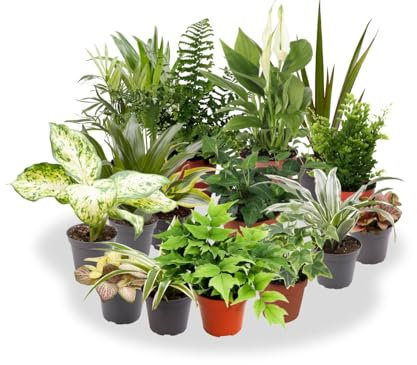 Garden Center shop | Pack ahorro 10 Plantas de Interior Variadas |Purificadoras de Aire | Decorativas y de Bajo Mantenimiento | Ideal para Hogar u Oficina | Plantas Naturales Vivas