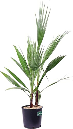 DECOALIVE Washingtonia Robusta Palmera de Exterior Natural 100cm