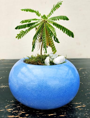 POWERS TO FLOWERS - MINI PALMA DA UFFICIO, MIMOSA SENSITIVA, BIOPHITUM SENSITIVUM, IN VASO CERAMICA, pianta vera