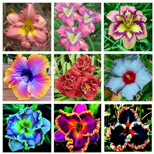 Excellent Daylily Bulbs for Planting Now UK Ornamental Excellent Display Unique Greening Flower Perennial Good for Containers Natural Organic Easy Plant-8bulbs-K