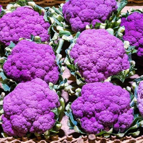 semi di cavolfiore biologici - giardino interno raro esotiche 300pcs