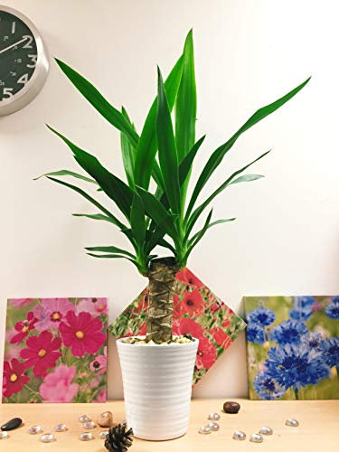 Easy Plants 1 Spineless Yucca Elephantipes in White Ceramic Pot & Autumn Gold Gravel Top Dressing