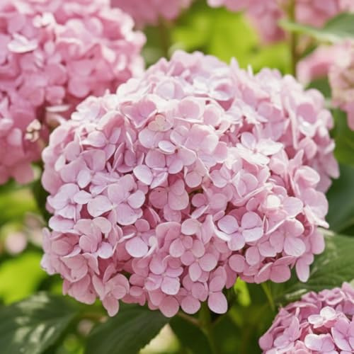 Hortensia Bubblegum - 3 Naturliga Växter från Holland - Arborescens - Vinterhärdiga Fleråriga Växter - Spektakulära Stora Blommor - Dekoration Trädgård, Krukor och Balkong - Inga Frön, Ej Konstgjord