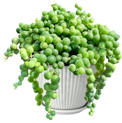 4 String of Pearls with White Stripe Pot, Live Trailing Succulent House Plant for Home Office Wedding Hanging Decoration, DIY Projects, Party Favor