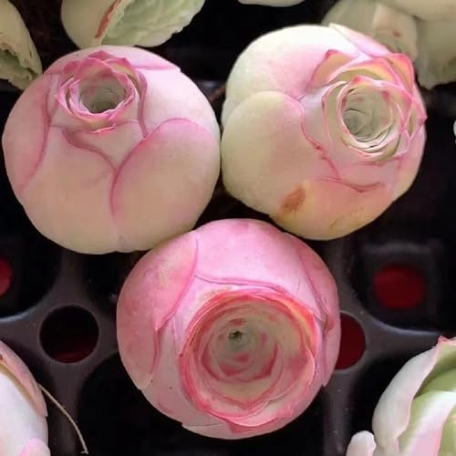 fleischfressende indoor garden Sukkulenten deko büro steingartenpflanzen winterhart gewächshaus balkon indoor kräutergarten kräutersamen pflanzenkübel sukkulente extrem winterharte 500samen