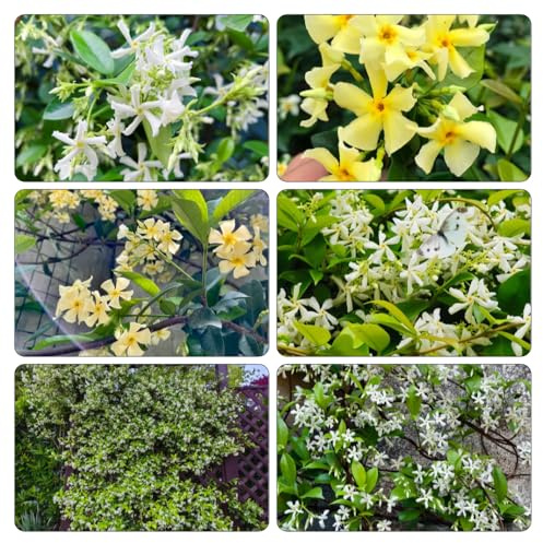 sternjasminpflanzen jasminpflanze 20-30cm 1pflanze - gewächshaus balkon Schnelles Wachstum