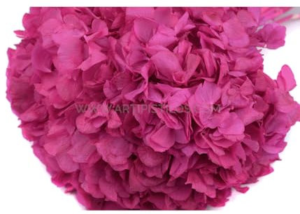 Artipistilos Hortensia Preservada Natural Premium - 23 X 23 Cms., Buganvilla - Flores Preservadas