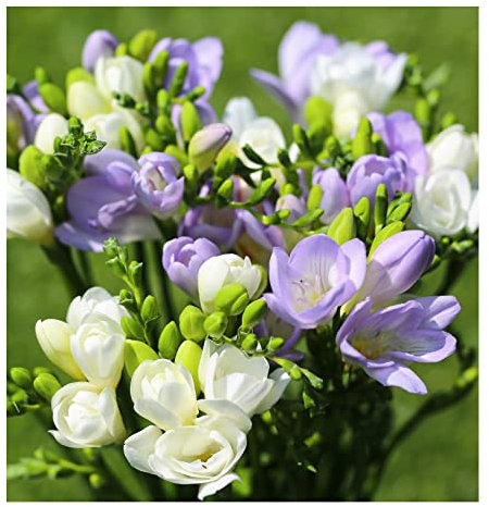 Oliwier's Bulbs 20x Freesia Blue & White Mix Summer Flowering Bulbs Colourful Garden Plant Corms Wedding Fragrant Cut Flowers Size 5/6