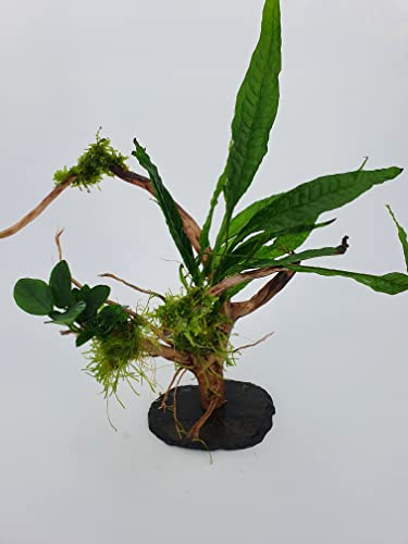 SAHAWA Wasserpflanzen Tropica Garnelenbäumchen Moorwurzel Aquarium Bonsai ca. 15-20 cm Mangrove Bepflanzt auf Schiefer mit Anubias Farne und Moose Handmade Vorgewässert