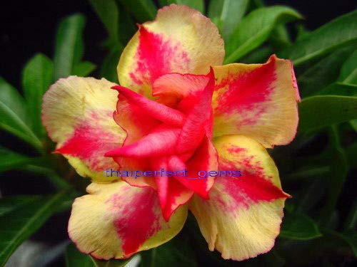 SEMI DI GERMINAZIONE: Adenium obesum Desert RoseJaruntong 100 Grani